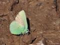 Callophrys paulae (Anadoluzümrütü)